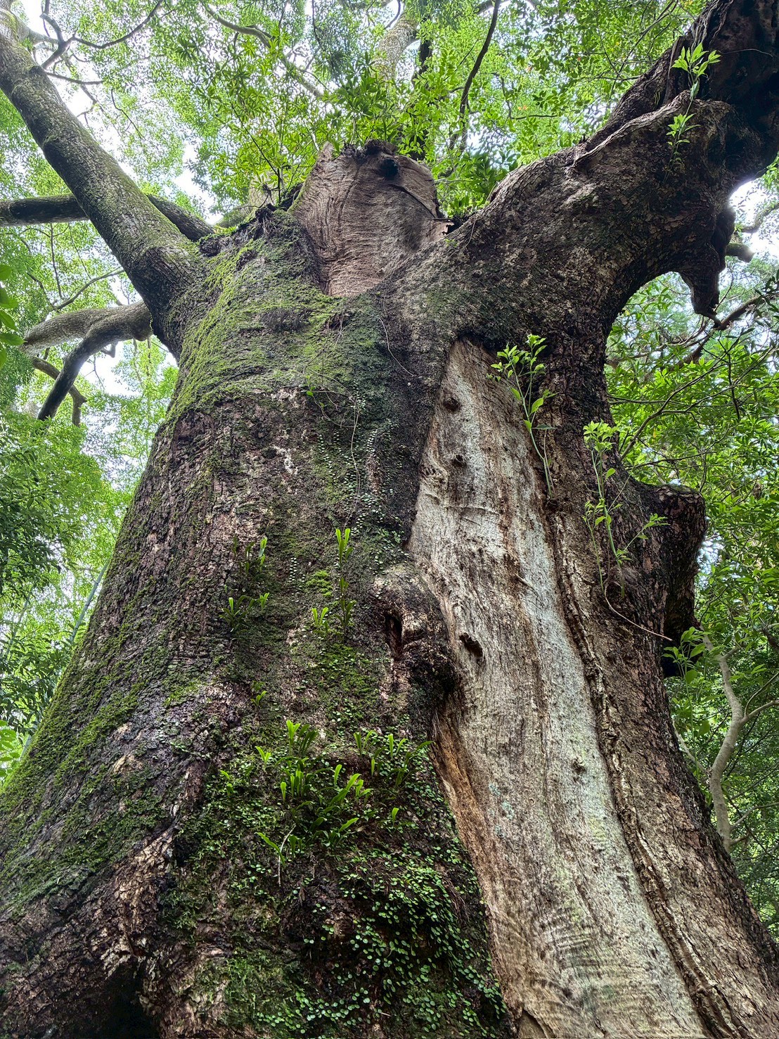 苔すす大樹
