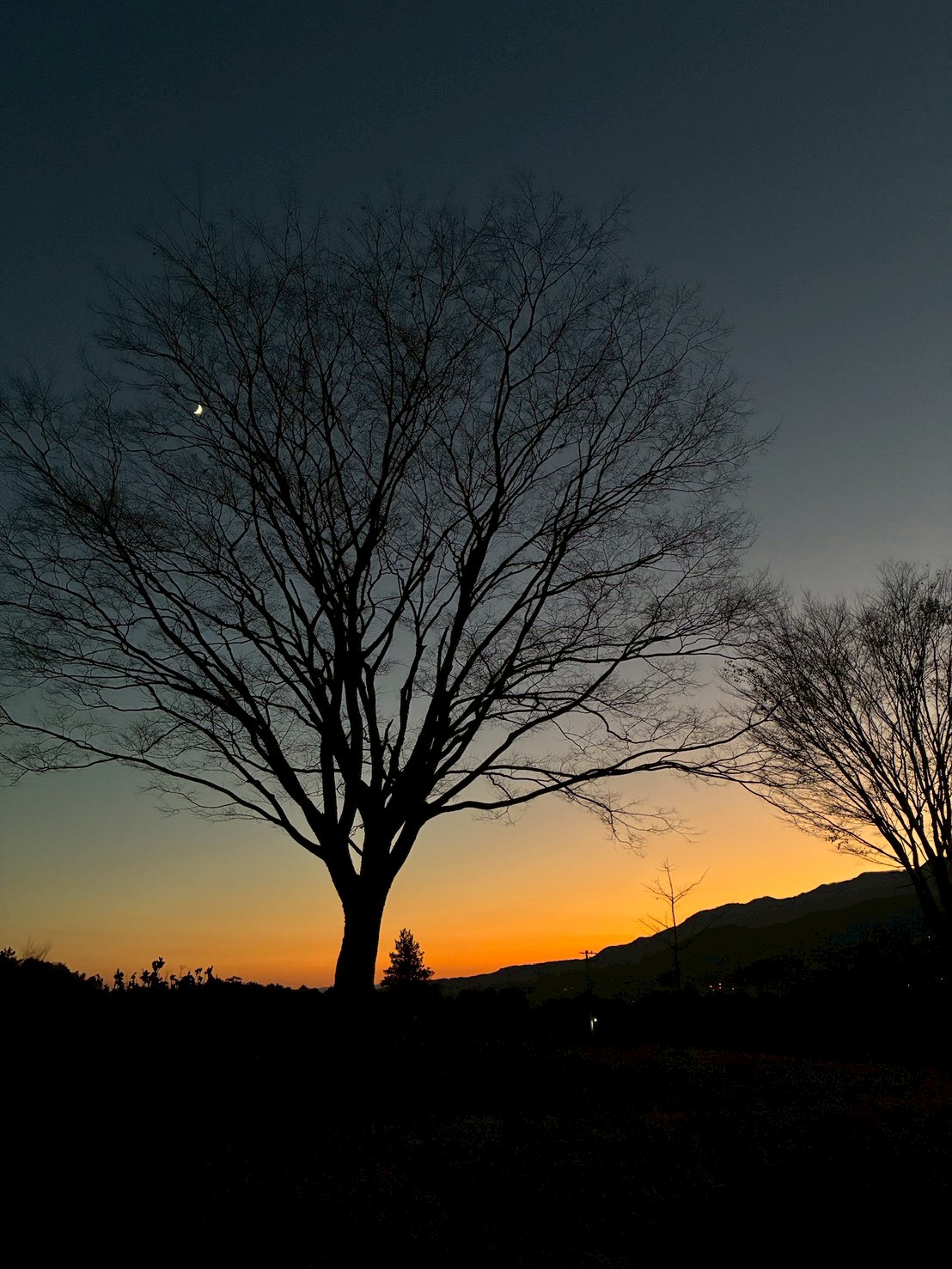 夕暮れの木立